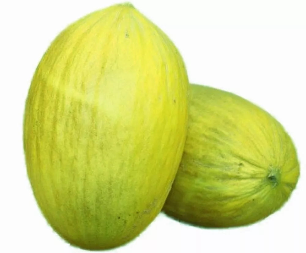 Amarillo Oro Melon Seeds | NON-GMO Heirloom Cucumis melo | Fresh Garden Seeds