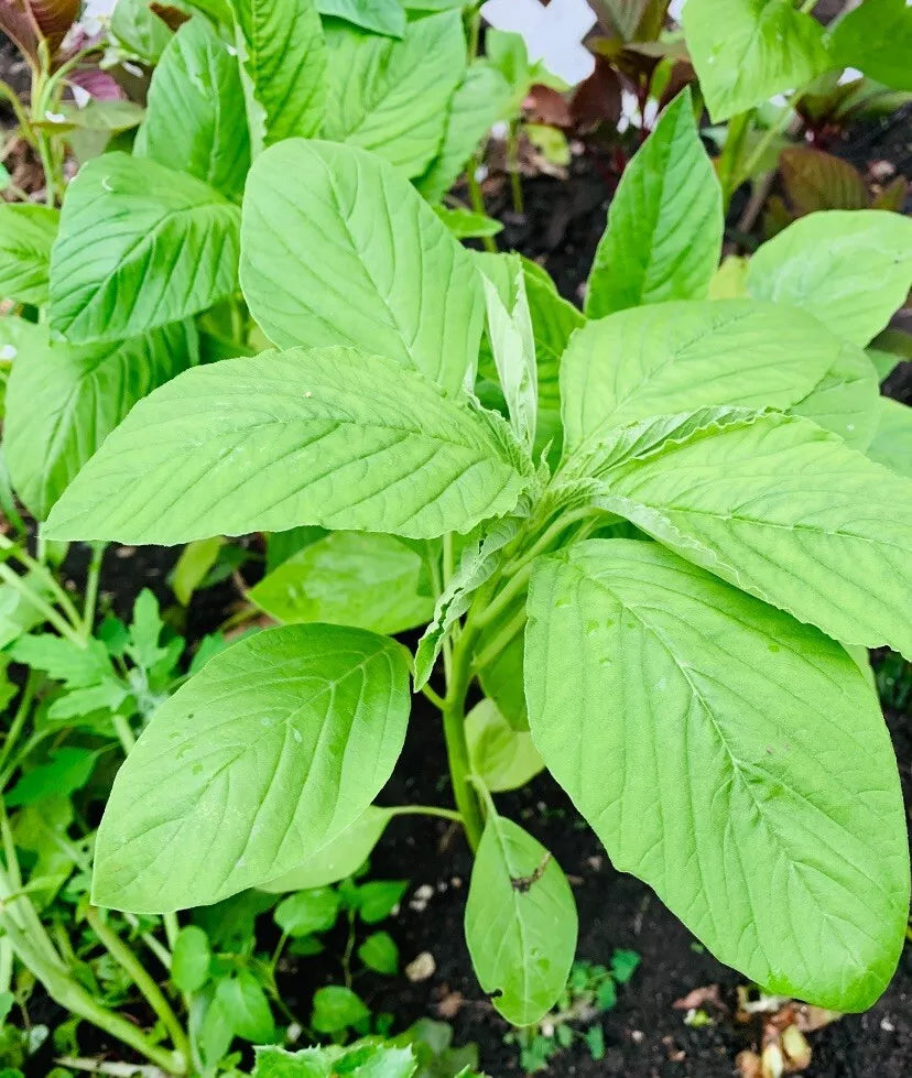 Green Amaranth Seeds - Edible Chinese Spinach - 2000+ Seeds - Amaranthus viridis - Easy to Grow Vegetable for Garden