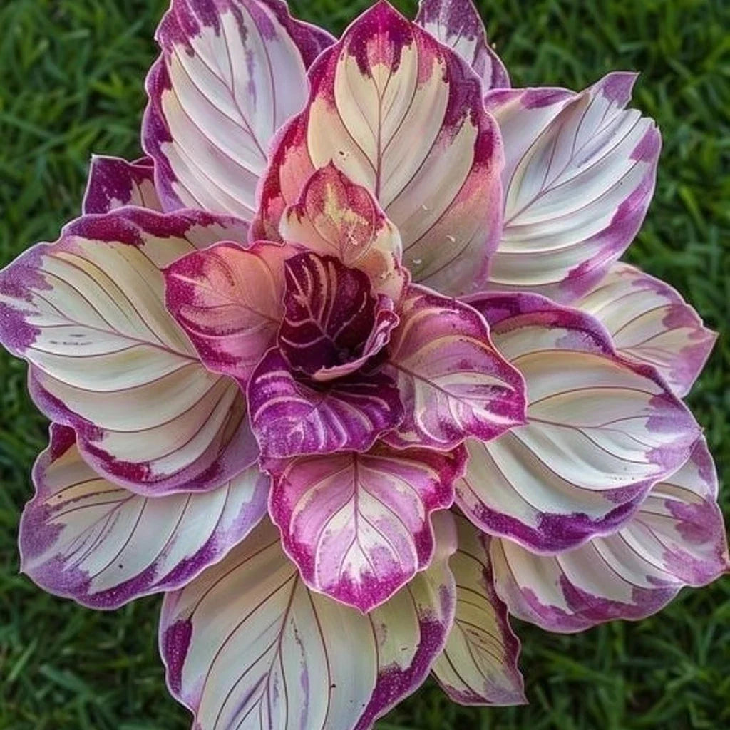 Velvet Flame Calathea Seeds - 25+ Premium Seeds for Indoor & Outdoor Gardening - Goeppertia majestica