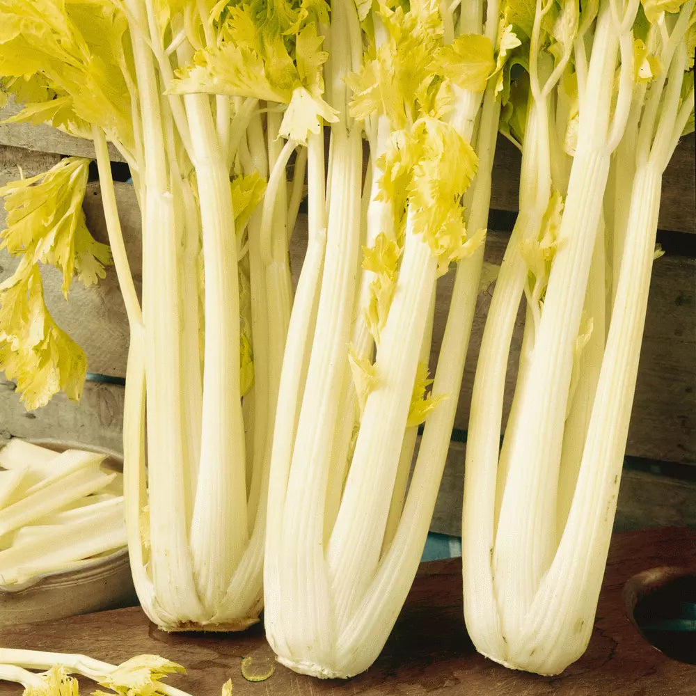 Golden Pascal Celery Seeds - Stringless Winter King Heirloom NON-GMO