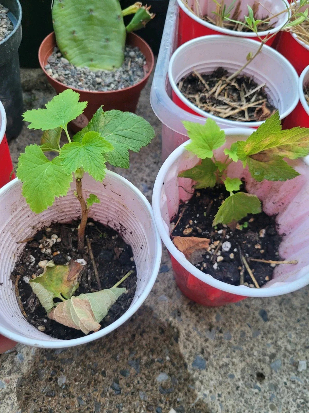 Organic Black Currant Rooted Cutting Starter Plant for Zones 3-8 | Ribes nigrum