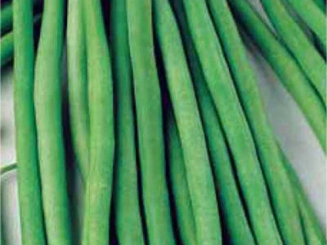 Top Crop Green Bean Seeds - Non-GMO Phaseolus vulgaris for Home Gardening