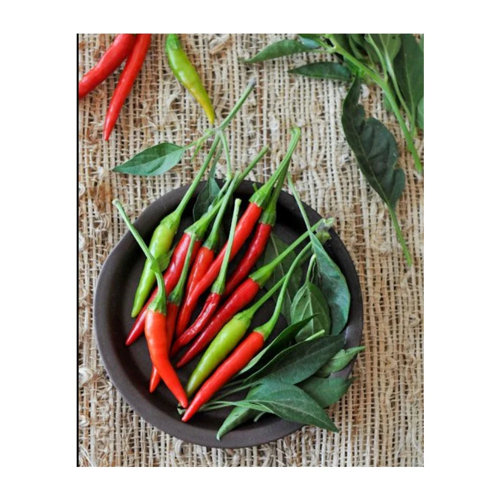 Thai Prik-Mun Pepper Seeds | Non-GMO, Capsicum annuum, Spicy Culinary Garden Seeds, 20 Pack
