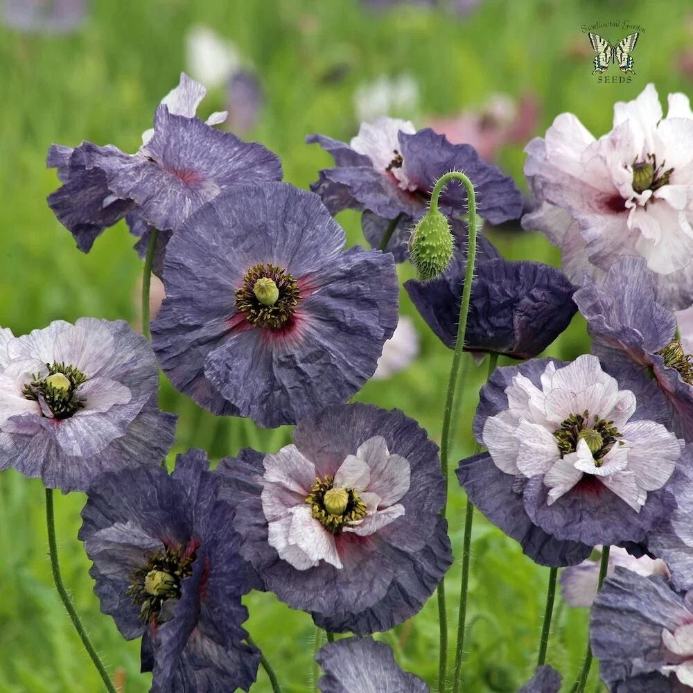 Shirley Grey Poppy Seeds - Papaver rhoeas - 200+ Garden Flower Seeds for Borders, Wildflower Meadows & Cut Flowers