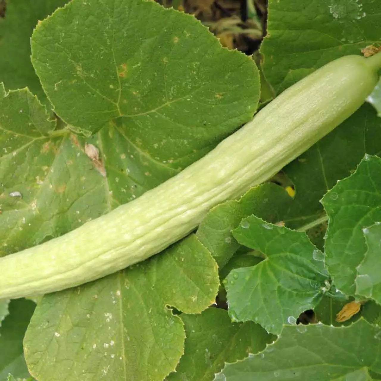 Pale Armenian Cucumber Seeds 50+ Long Snake Serpent Vegetable Cucumis melo var. flexuosus Non-GMO Organic Free Shipping