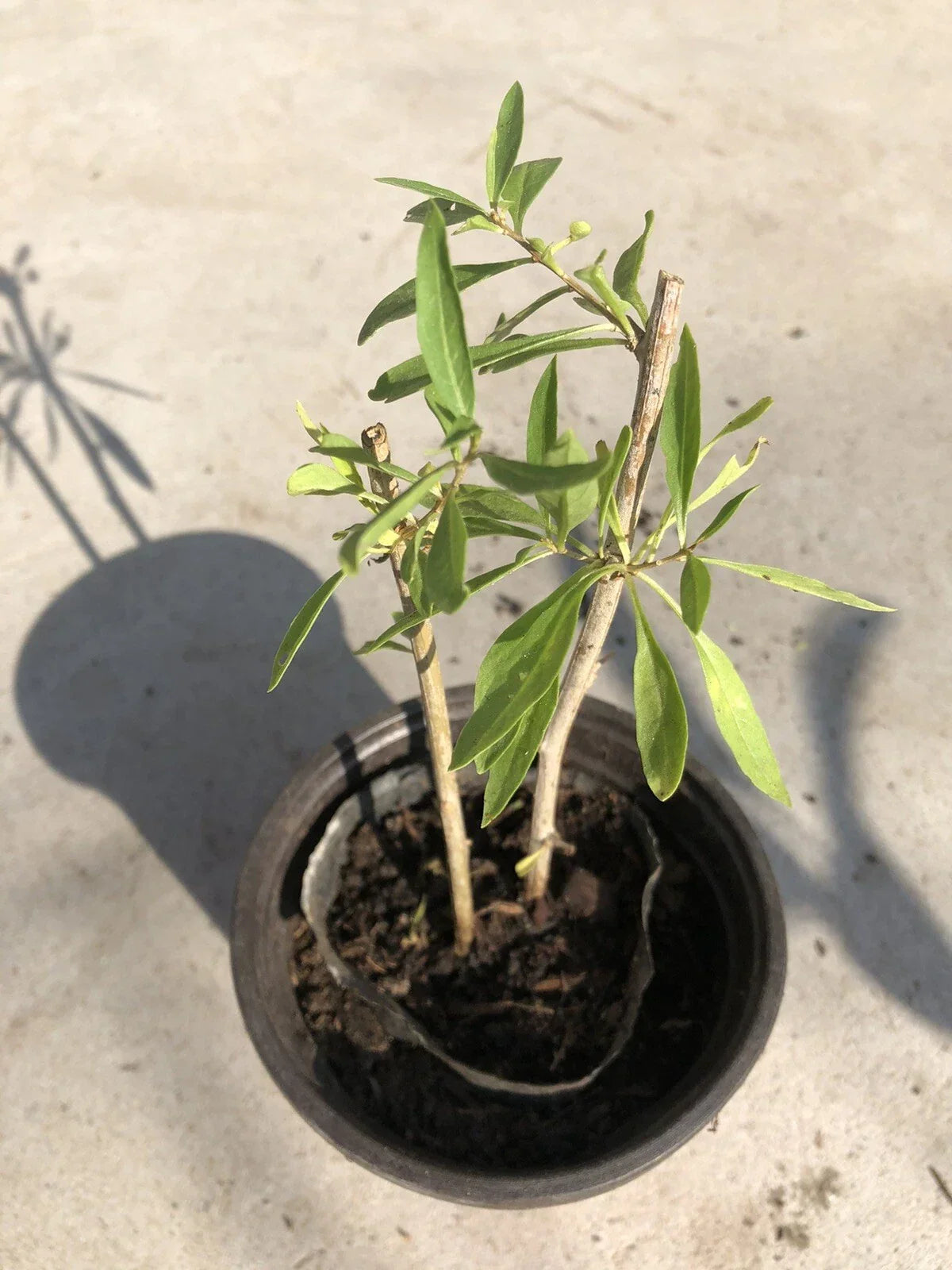 Goji Berry Plant Cuttings in Pot - Live Lycium barbarum Plants for Easy Growing