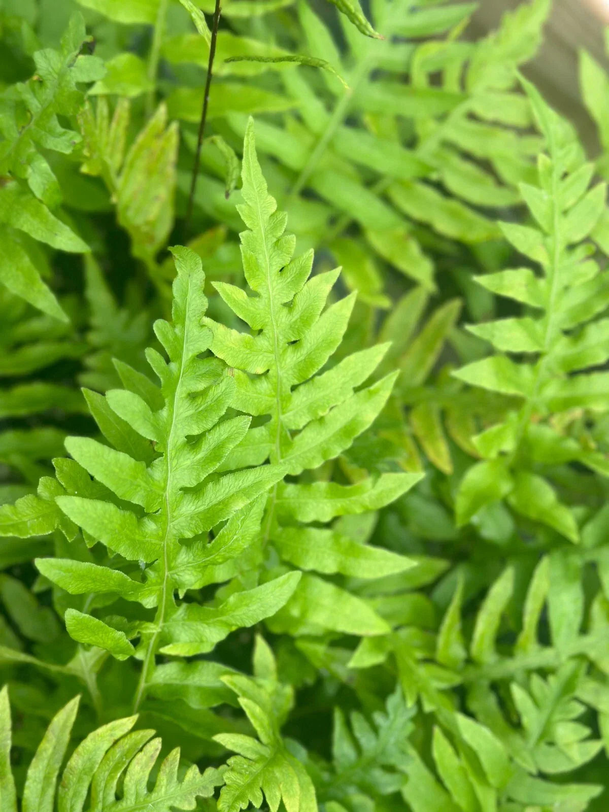 Leatherwood Fern Bare-root | Fast-Growing Evergreen | Dicksonia antarctica