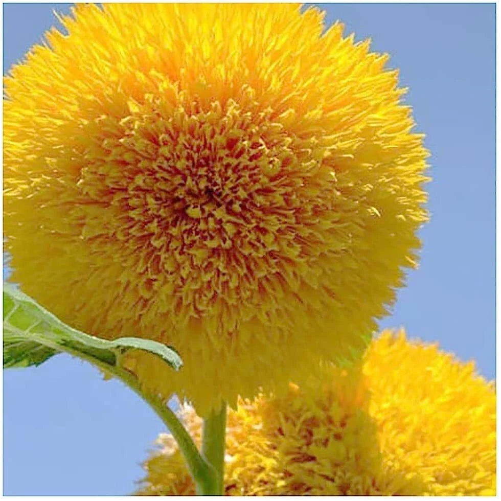 Teddy Bear Sunflower Seeds | 50+ Packets | Double Blooms | Helianthus annuus | Compact, Full Sun Garden Flower