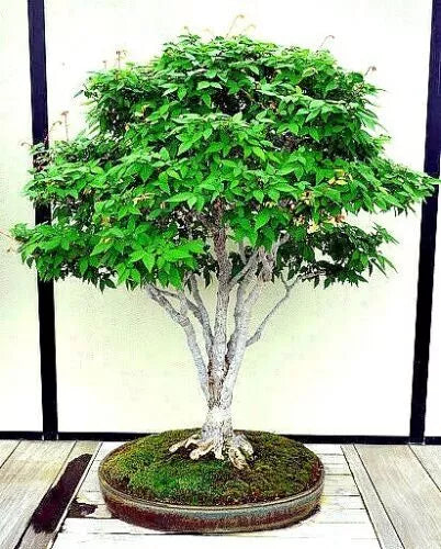 Japanese Grey Bark Elm Tree Seeds - Zelkova serrata - Fast Growing Bonsai Seeds - 10 Pack