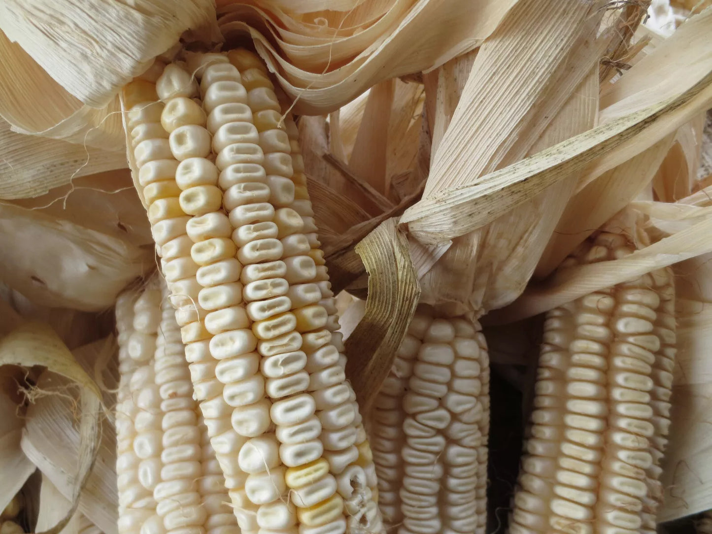 Hickory King White Corn Seeds – Non-GMO Heirloom Zea mays Open Pollinated 20 Pack