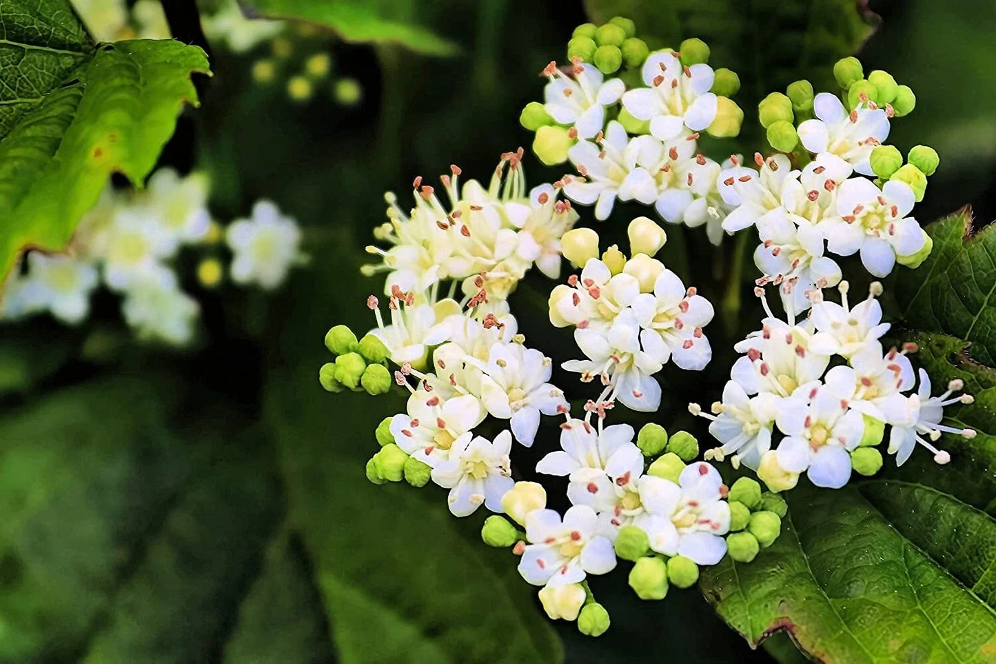Arrowwood Bush Seeds - 100 Pack for Hedge Row, Viburnum dentatum, Native Shrubs for Wildlife & Privacy, Blooming White Flowers