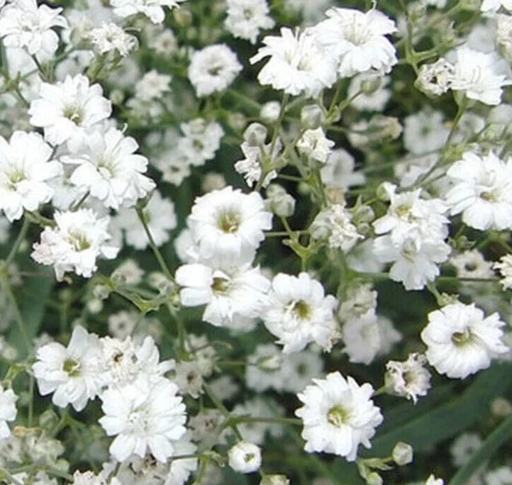 Baby's Breath Flower Seeds - Dwarf White Gypsophila elegans Seed Packet for Garden, Cut Flowers & Pollinator Attracting