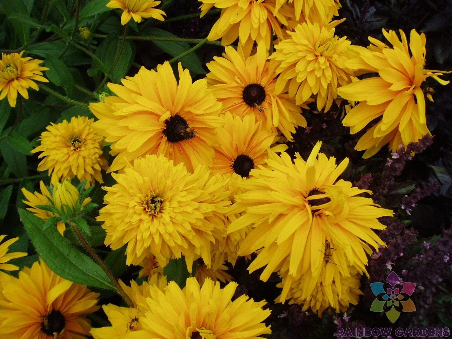Double Golden Gloriosa Rudbeckia Seeds - 200+ Clumping Perennial Flower Seeds for Garden, Rudbeckia hirta