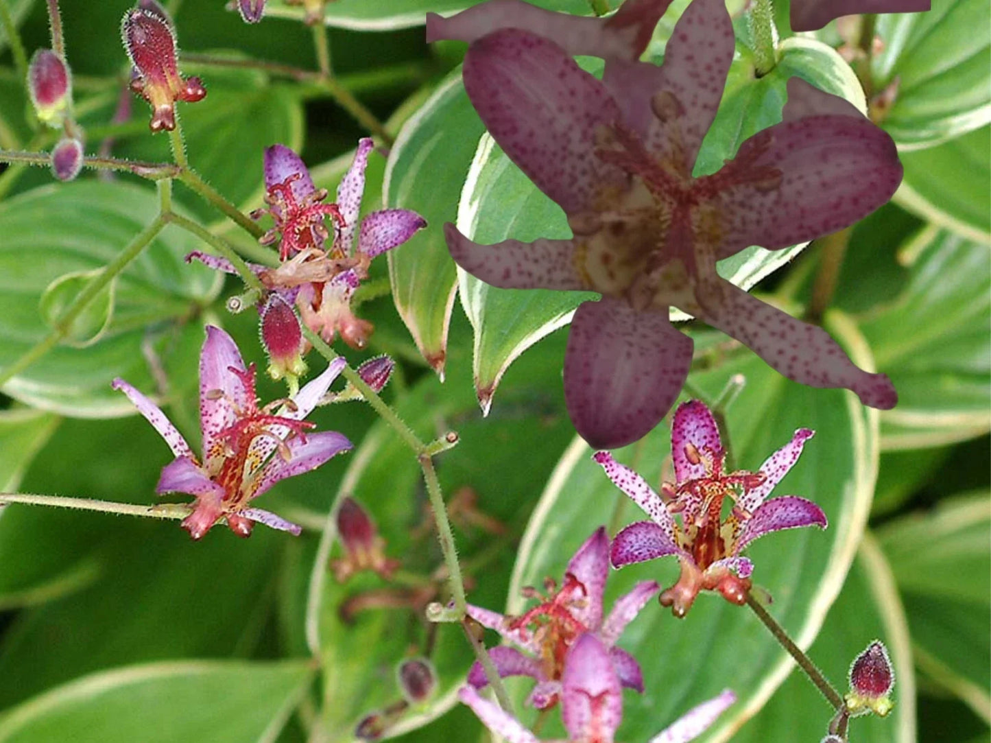 Japanese Toad Lily Plant - Potted Tricyrtis hirta Exotic Flower, Perennial Garden Plant, Easy to Grow, Shade-Loving