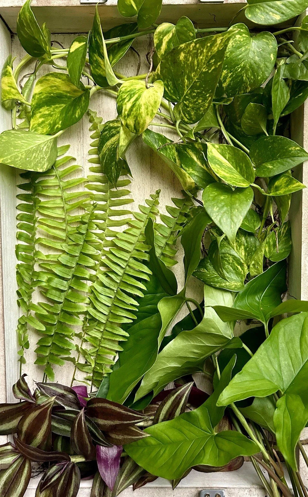 40 Rooted Plant Cuttings - Assorted Varieties for Indoor Outdoor Gardening - Ready to Plant