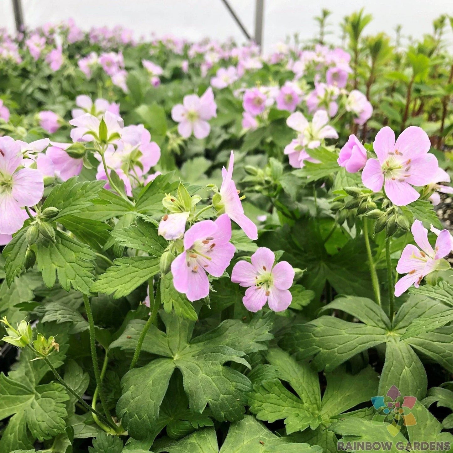 25+ Beth Chatto Geranium Seeds for Garden Planting – Perennial, Vibrant Flowers, Pollinator Attracting, Well-Drained Soil, Full Sun to Partial Shade