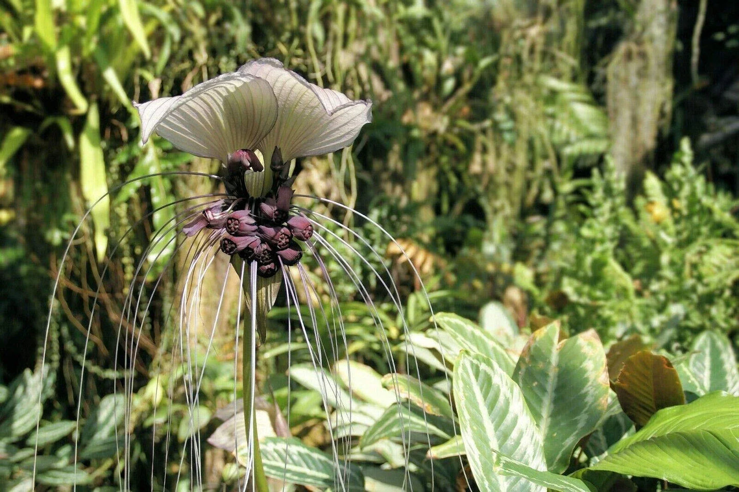 Tacca Integrifolia Seeds | White Bat Flower | Rare Exotic Plant Seeds | Butterfly Attracting | Clumping Growth