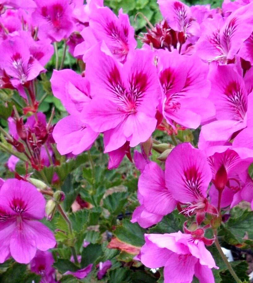 Pelargonium Regal Geranium Cuttings – 6" Live Plant, Purple Pink Exotic Orchid-Like Blooms, Hardy Bush, Easy Care, Zones 5-10
