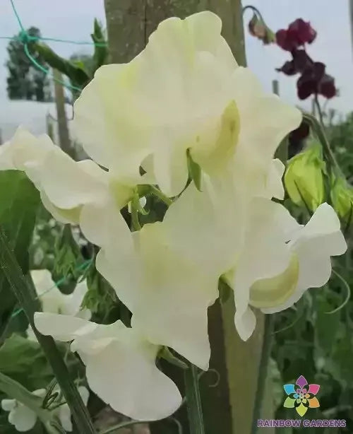Castle of Mey Sweet Pea Seeds - 50+ Pack Climbing Vine Fragrant Flowers Lathyrus odoratus