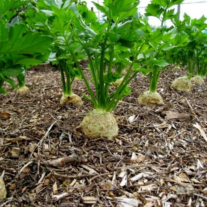 Giant Prague Celeriac Seeds – Non-GMO Vegetable Seeds for Home Garden, Apium graveolens var. rapaceum, 500+ Pack
