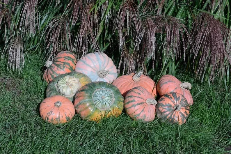 Prism Pumpkin Seeds - Organic Heirloom Cucurbita pepo - 10 Count USA Grown