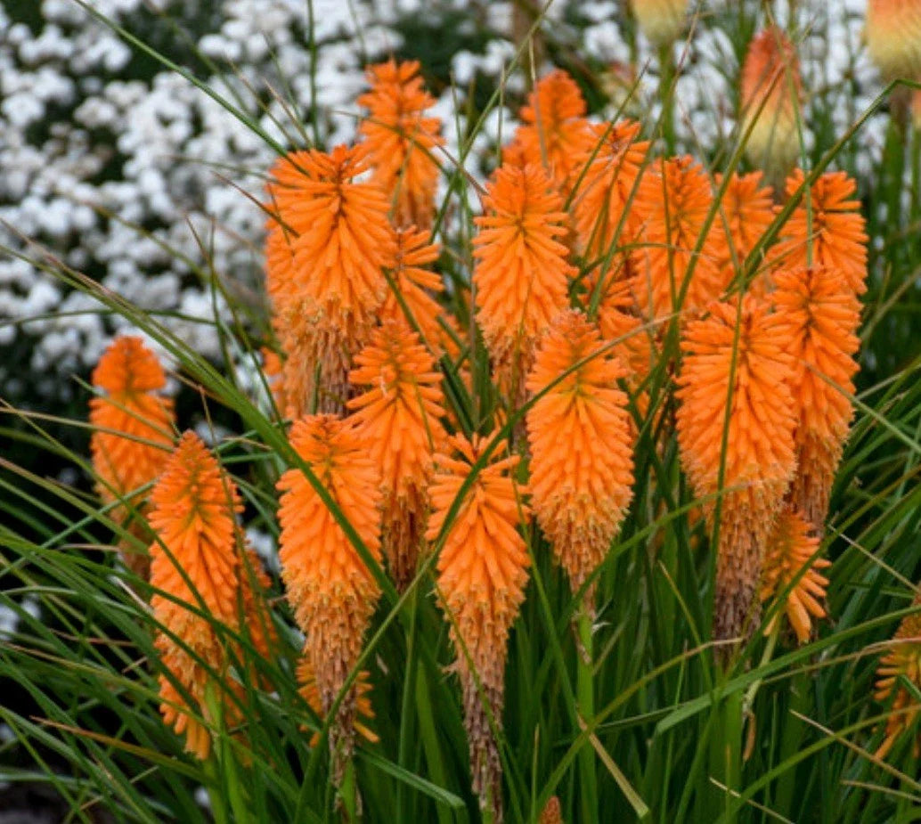 Orange Blaze Poker Plant Starter - Kniphofia uvaria Vibrant Orange Flowers for Garden & Landscape
