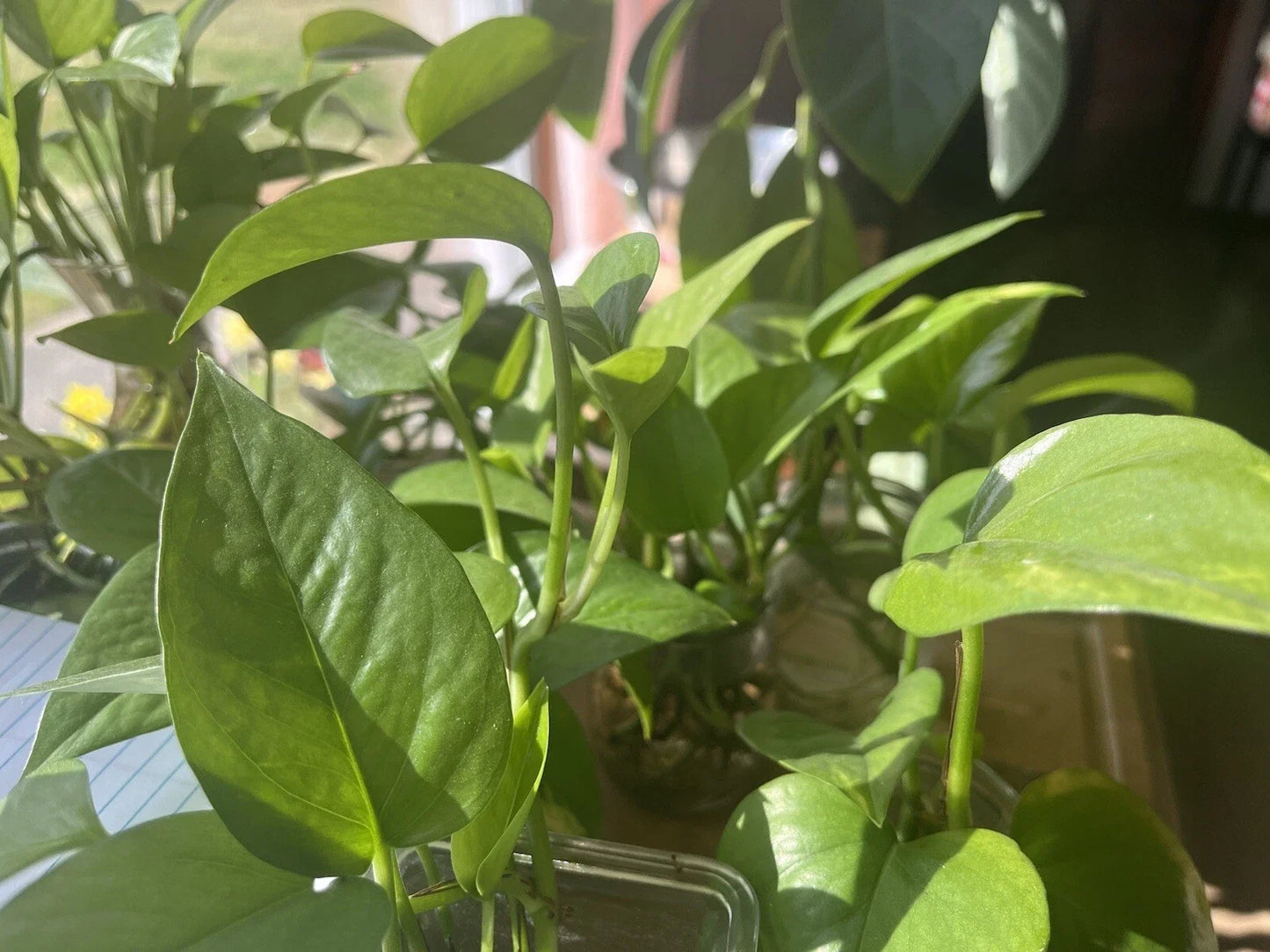 Organic Pothos Plant - Green Trailing Vine - Epipremnum aureum - Indoor Houseplant