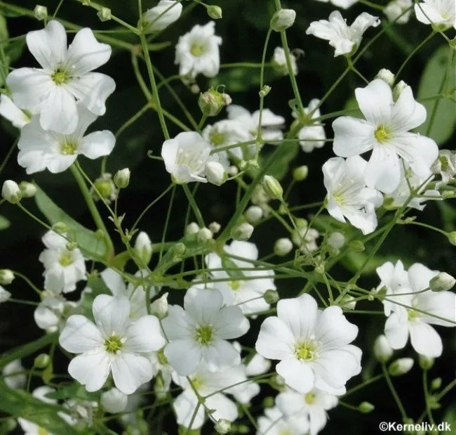 Baby's Breath White Seeds, Bulk Pack of 500 Gypsophila elegans for Gardening, Cut Flowers & Borders