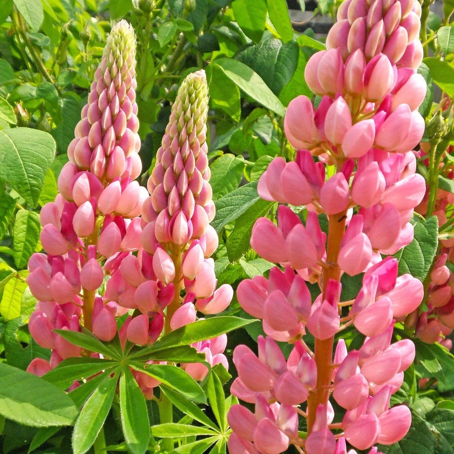 Lupine Seeds Chatelaine Pink Russell - Lupinus polyphyllus Pink White 2025 Planting