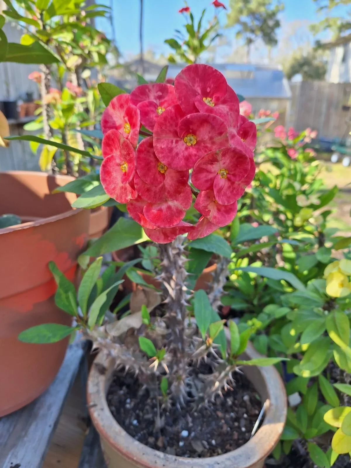 Euphorbia Milii Cuttings - Crown of Thorns Plant with Jumbo Peachy Pink Flowers - Succulent Propagation Material
