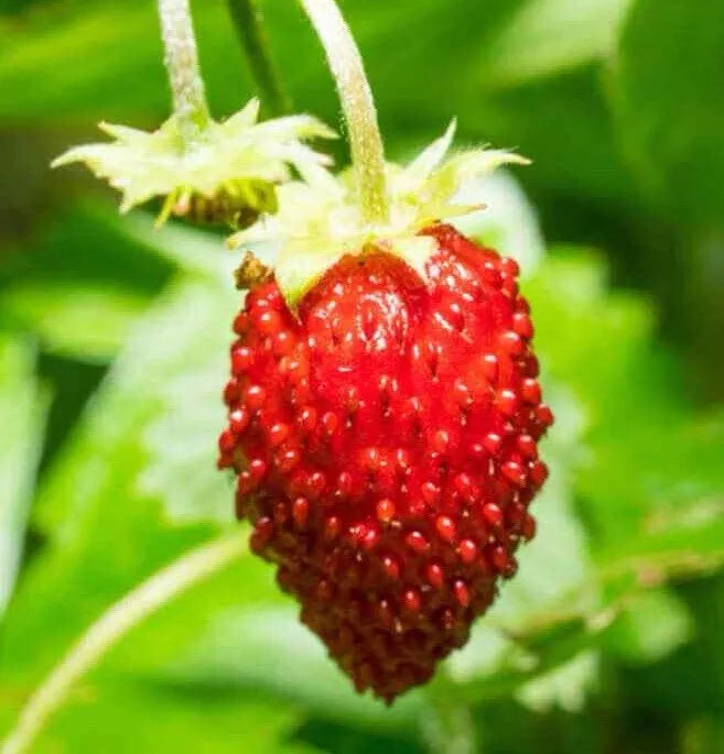 Wild Strawberry Seeds - Baron (Fragaria Vesca Baron Solemacher) Groundcover, 100+ Seeds for Garden, Border & Container Planting