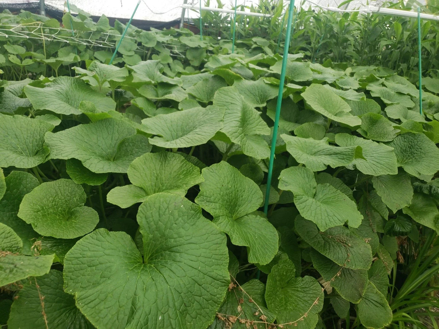 Japanese Wasabi Plantlets - Edible Perennial Mazuma Variety - Wasabia japonica for Culinary Use