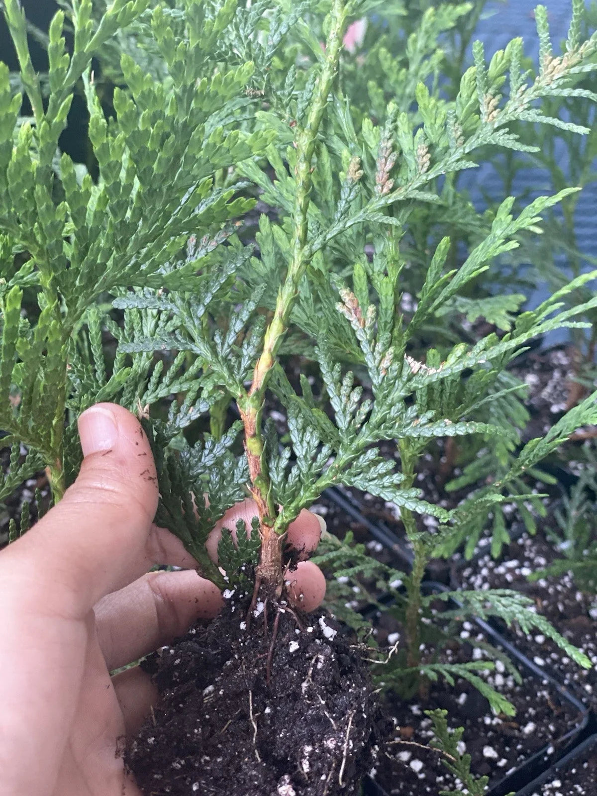 Rooted Starter Green Giant Arborvitae Trees 6-7 Inches for Privacy Hedges Thuja standishii x plicata
