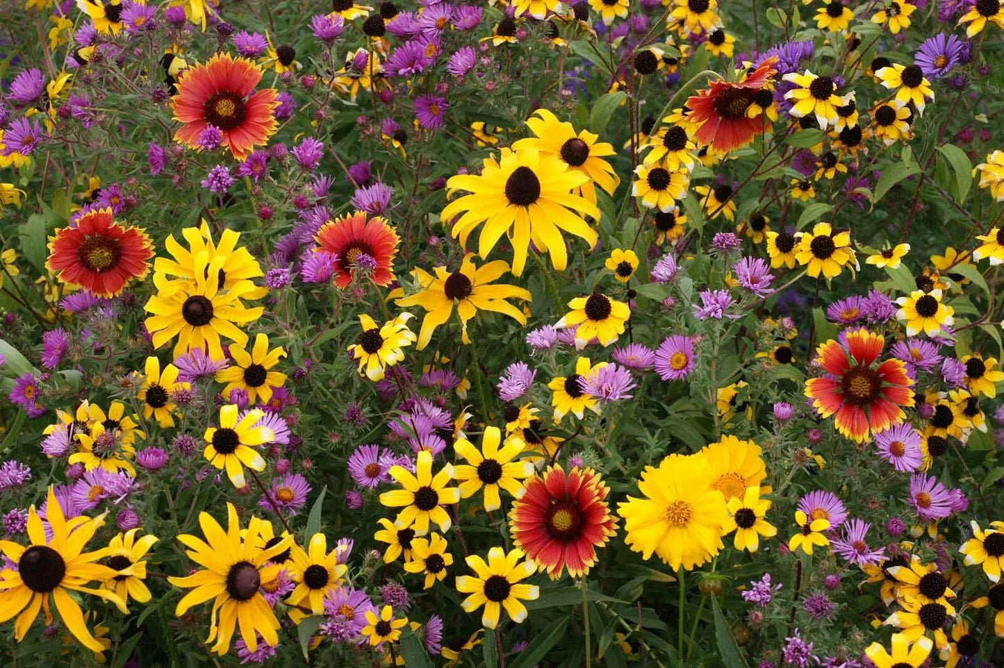 Perennial Wildflower Seed Mix | Native Varieties for Garden | Eco-Friendly Pollinator Attracting Wildflowers