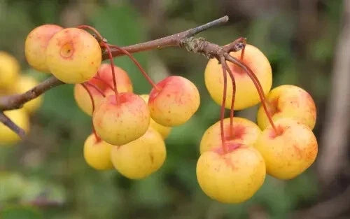 Butterball Crabapple Seeds 25+ for Garden Planting, Malus 'Butterball', Deciduous Tree, Attracts Pollinators, USA Free Shipping