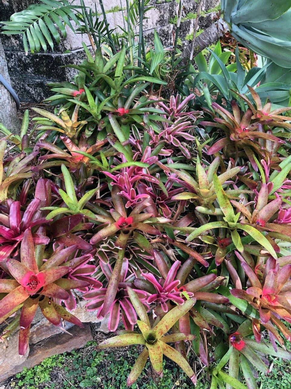Tropical Bromeliads Plant Collection – 5 Potted Neoregelia, Billbergia, Aechmea Varieties for Indoor Decor