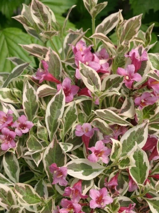 Variegated Weigela Shrub 6-12" Potted Plant with Creamy White-Variegated Leaves & Pink Flowers, Weigela florida 'Variegata'