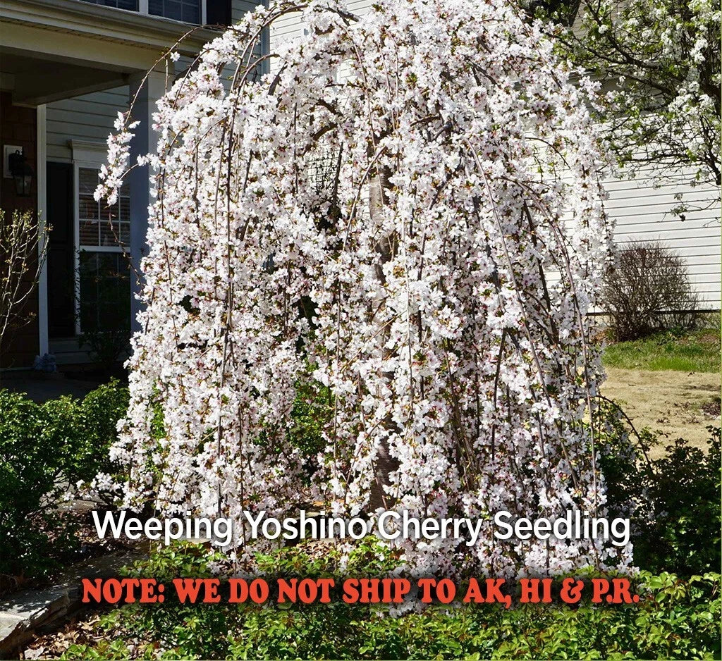 Weeping Yoshino Cherry Tree Live Plant in 2.5" Pot Pink Spring Blooms Prunus x yedoensis