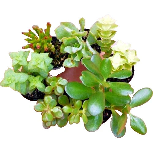 Succulent Cuttings 10-Pack Crassula Mix Unrooted Jade Money Variegated - Easy to Propagate Crassula spp.