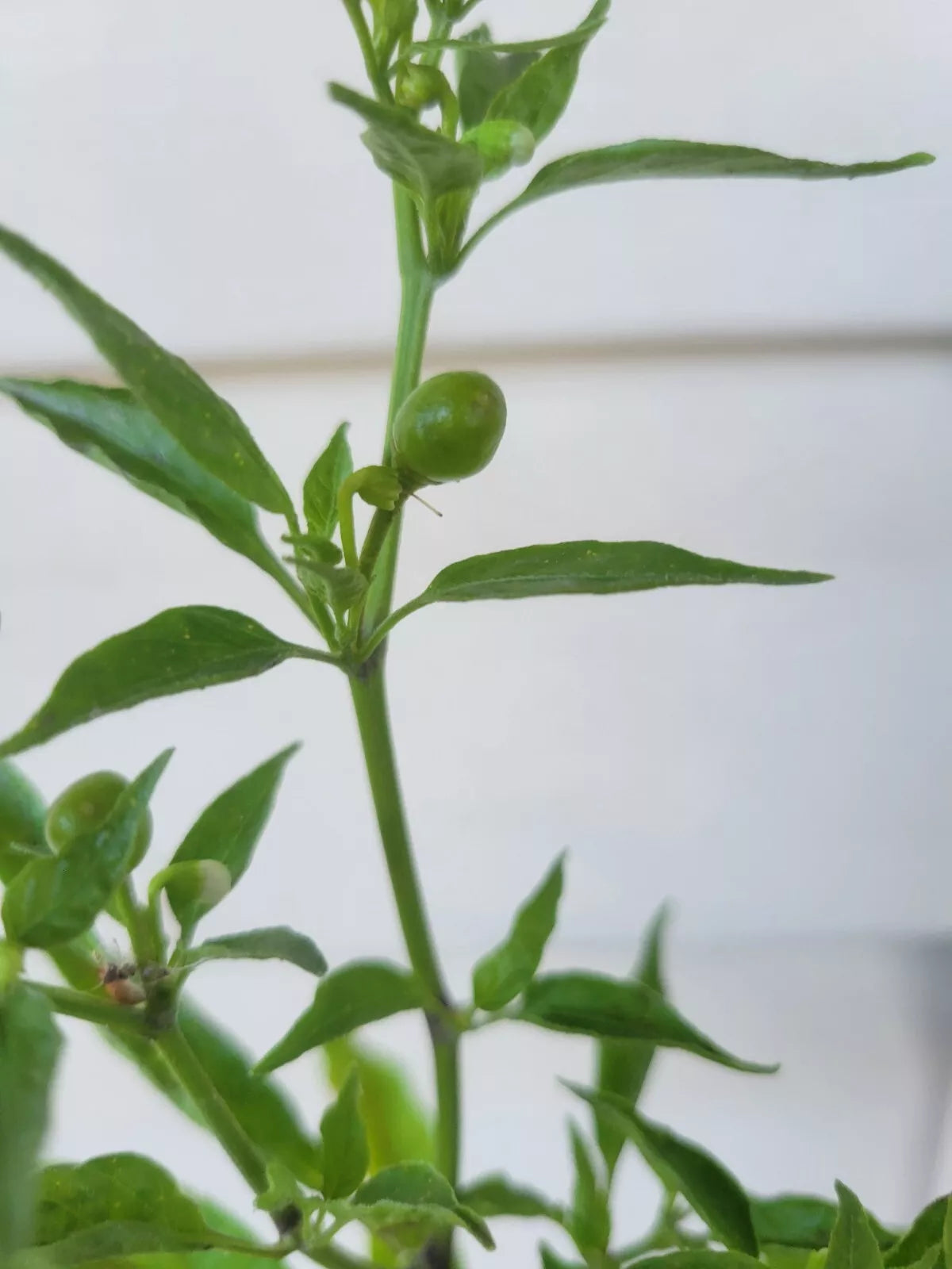 Hot Chile Pepper Seeds - Cheltepin, Pequin, Del Monte Bird Chile Pajarito | Capsicum annuum