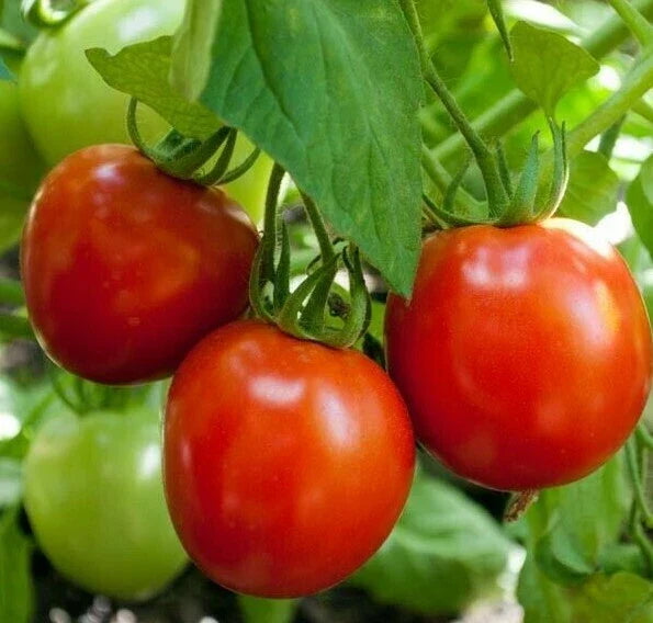 Glacier Tomato Seeds 50+ Pack | Determinate Cool Season Vegetable Seeds