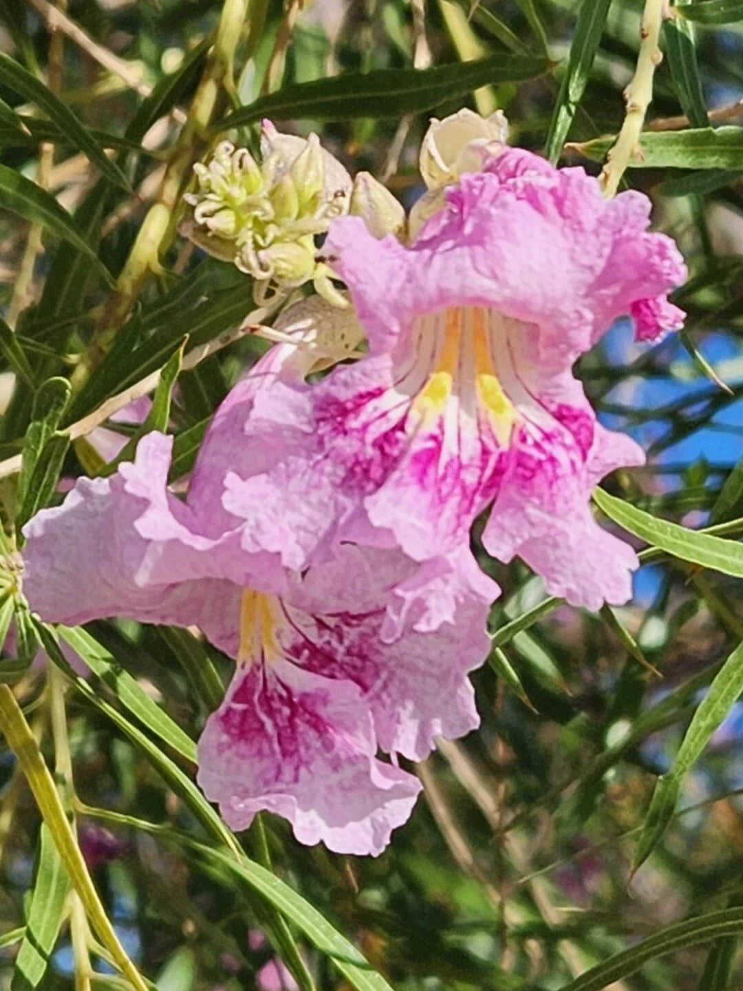 Desert Willow Tree Seeds - 40+ Pink Fragrant Flowers - Chilopsis linearis for Gardens & Landscapes
