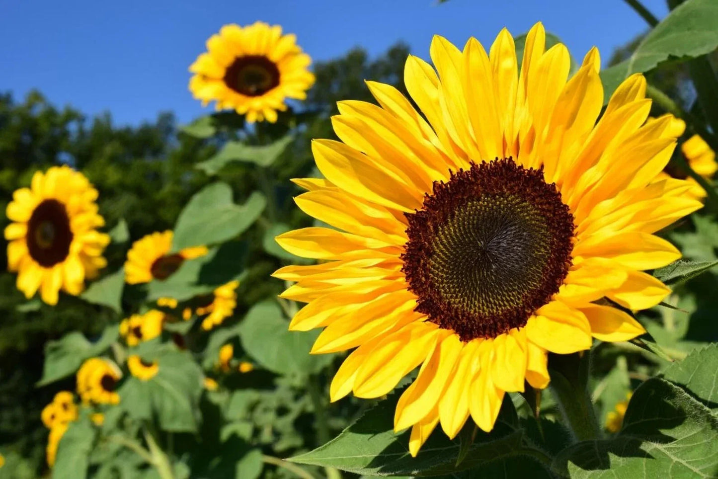 Sunflower Seeds Pack 50 Peredovik Black Oil Helianthus annuus for Planting Tall, Vibrant Garden Flowers