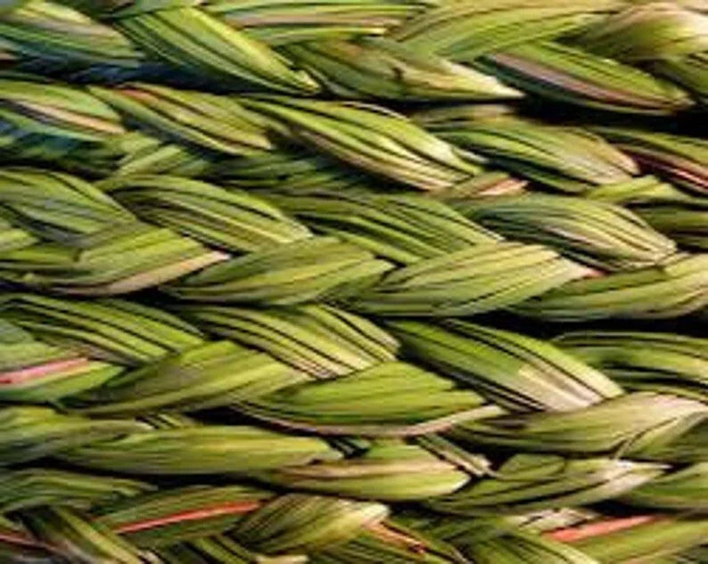 Sweetgrass Plants 5 Pack - Organic Hierochloe odorata Sacred Smudge Plant