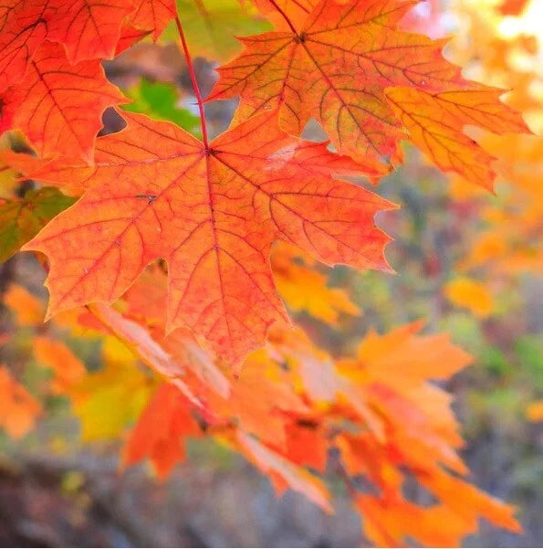 Sugar Maple Seeds Pack – Acer saccharum Southern, 20+ Seeds for Planting, Fall Foliage, Shade Tree, Hardy Landscaping