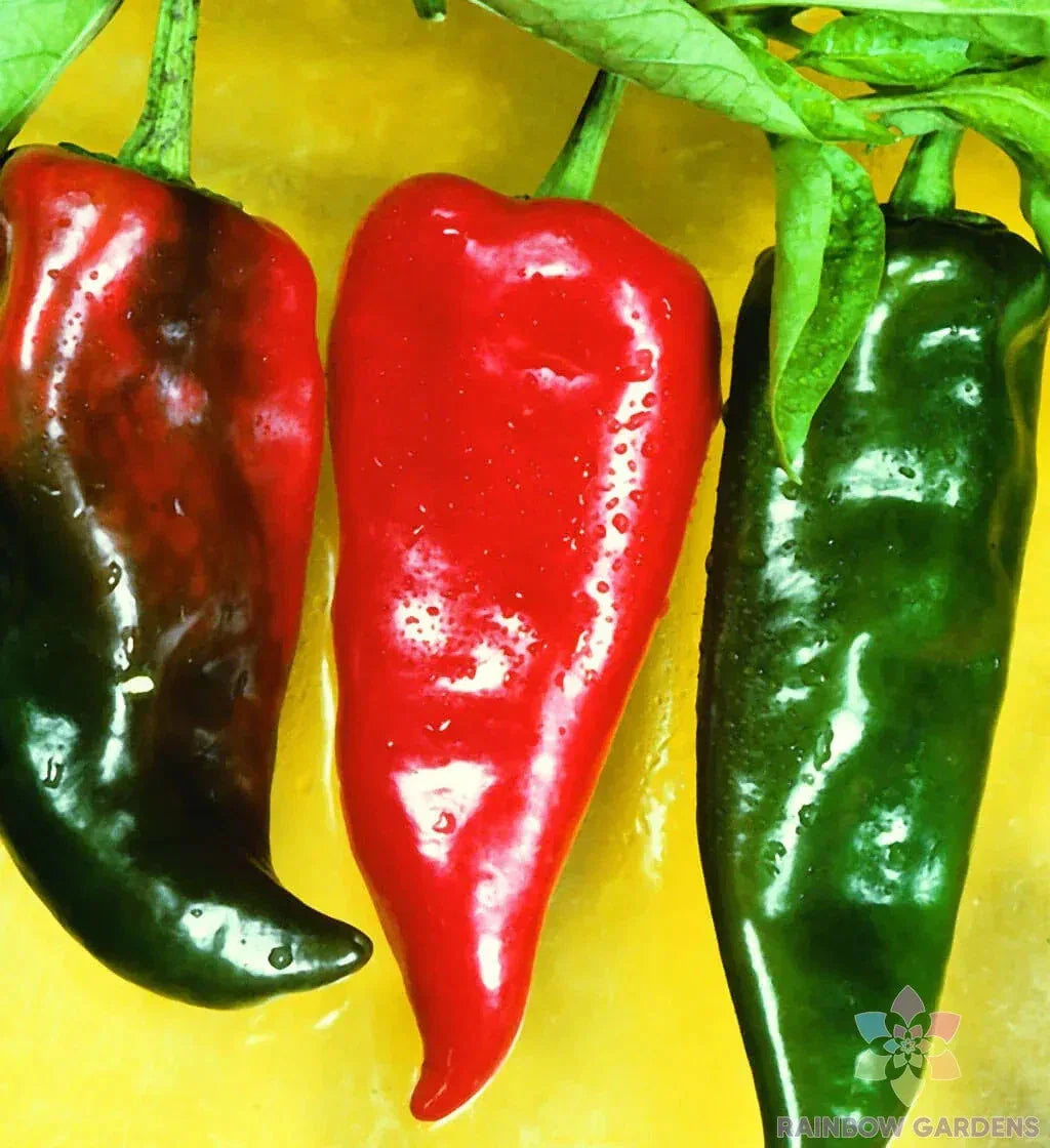 Anaheim Chili Hot Pepper Seeds - 25+ Premium Capsicum annuum Seeds for Garden