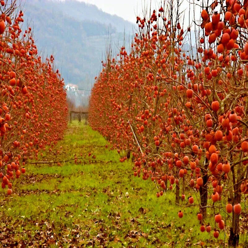 Persimmon Tree Seeds - Sugar Plum - Diospyros Virginiana - Cold Hardy Zones 4-9