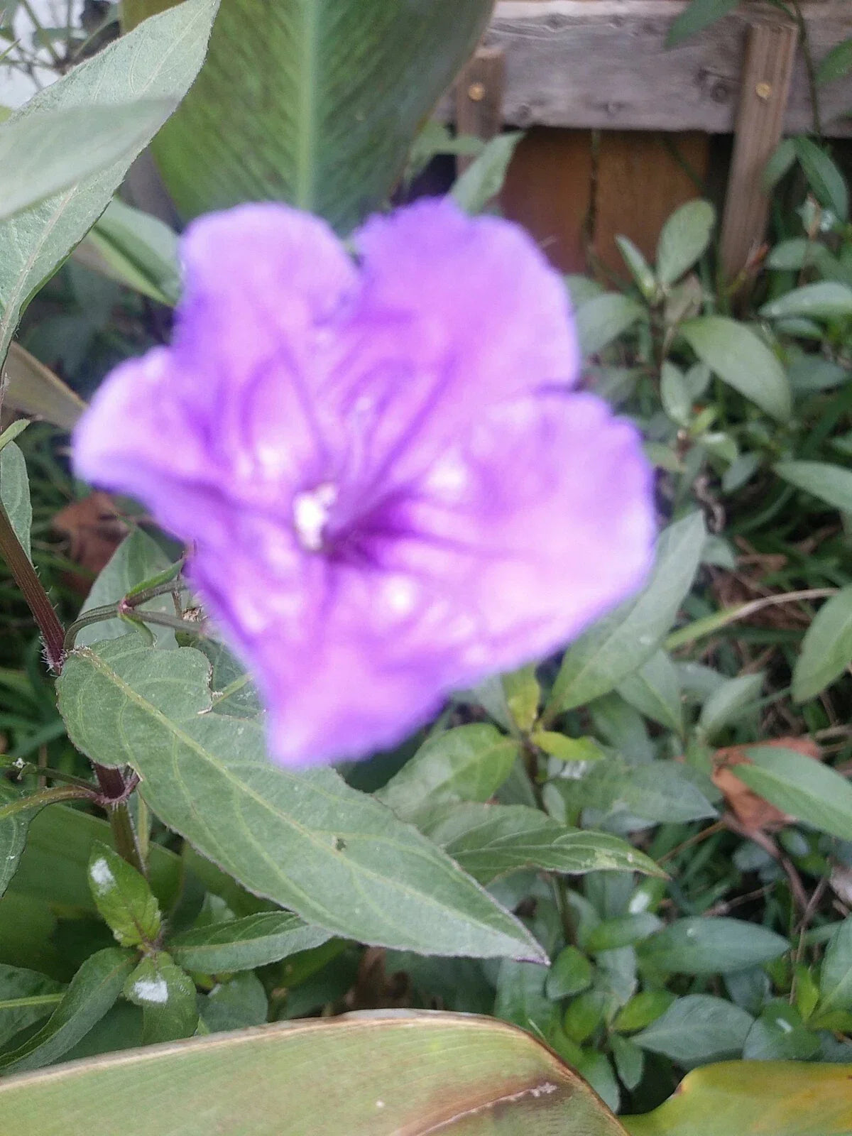 96 Mexican Petunia Bare Roots - Ruellia simplex Live Plants for Garden & Landscaping