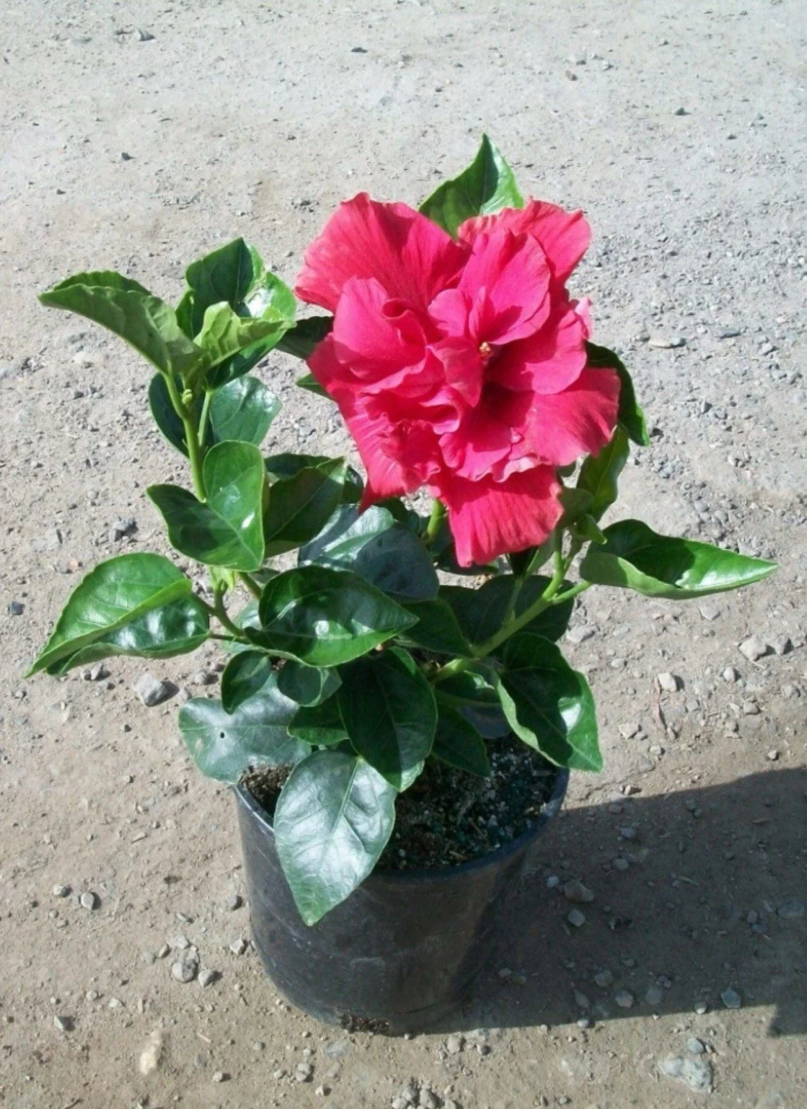 Diamond Head Hibiscus Starter Plant - Small Rooted Tropical Flowering Plant - Hibiscus rosa-sinensis