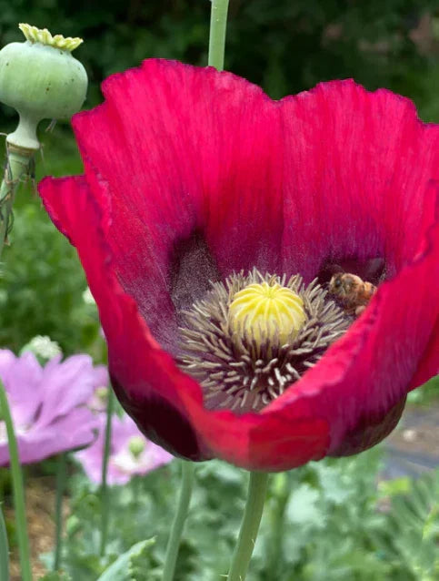 Poppy Seeds - 500 Organic Breadseed Red Mix Flower Seeds - Papaver somniferum